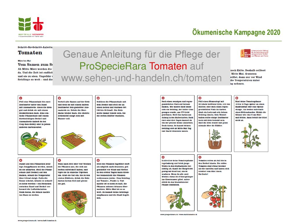 Genaue Anleitung für die Pflege der ProSpecieRara Tomaten auf www
