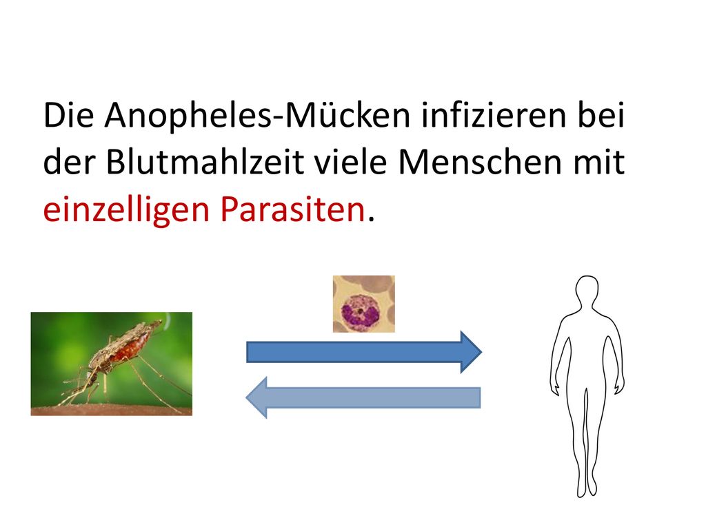 Die Anopheles-Mücken infizieren bei der Blutmahlzeit viele Menschen mit einzelligen Parasiten.