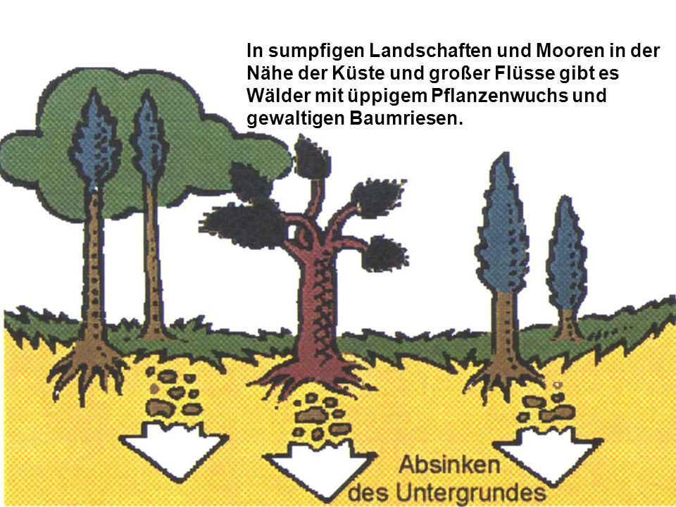 In sumpfigen Landschaften und Mooren in der Nähe der Küste und großer Flüsse gibt es Wälder mit üppigem Pflanzenwuchs und gewaltigen Baumriesen.