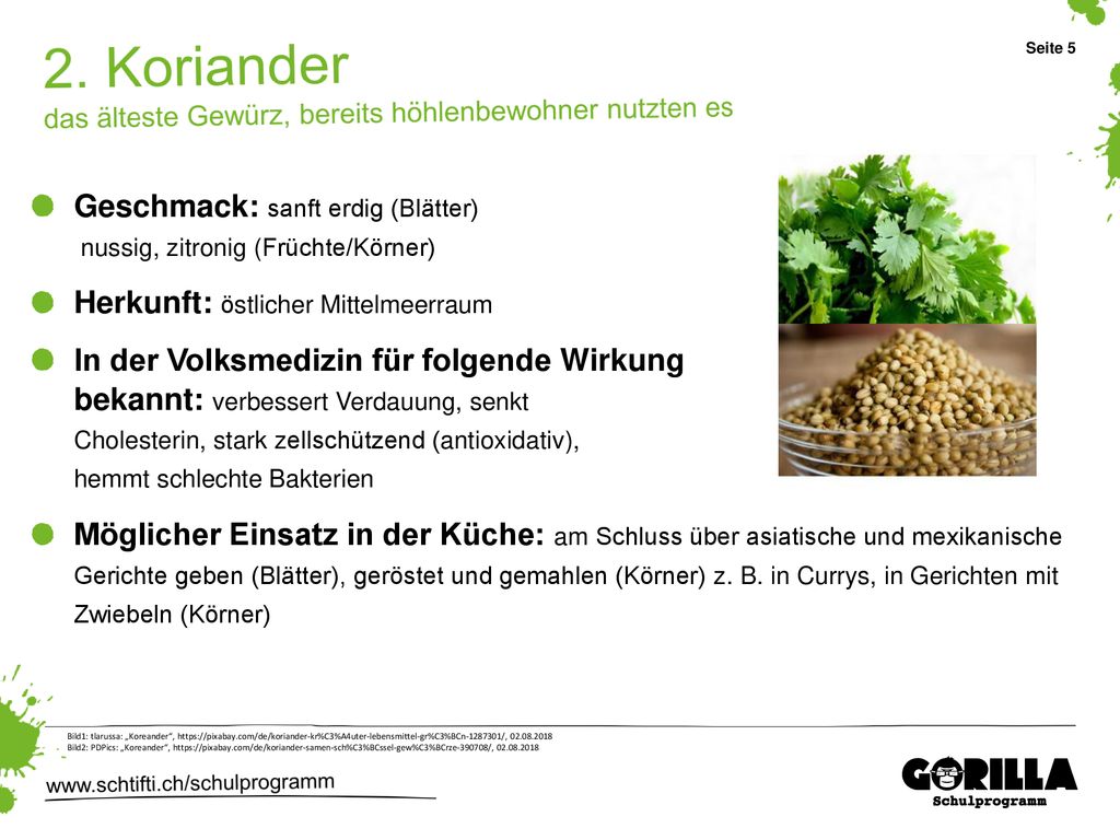 2. Koriander das älteste Gewürz, bereits höhlenbewohner nutzten es