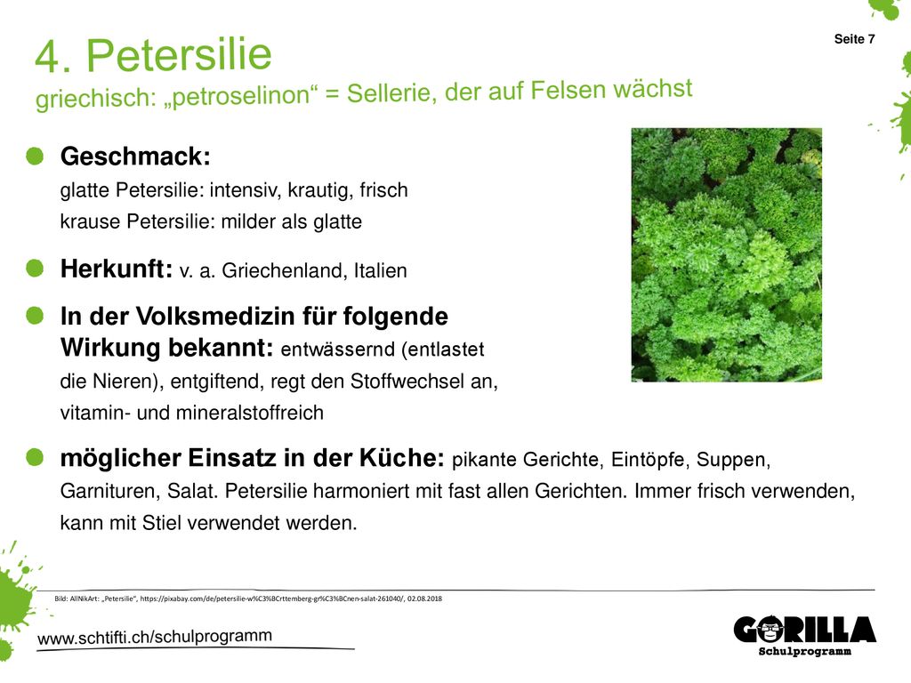 4. Petersilie griechisch: „petroselinon = Sellerie, der auf Felsen wächst