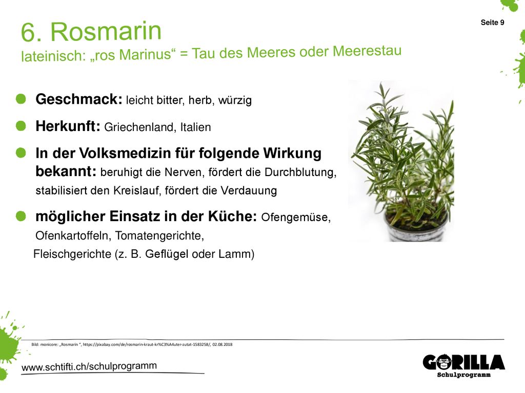 6. Rosmarin lateinisch: „ros Marinus = Tau des Meeres oder Meerestau