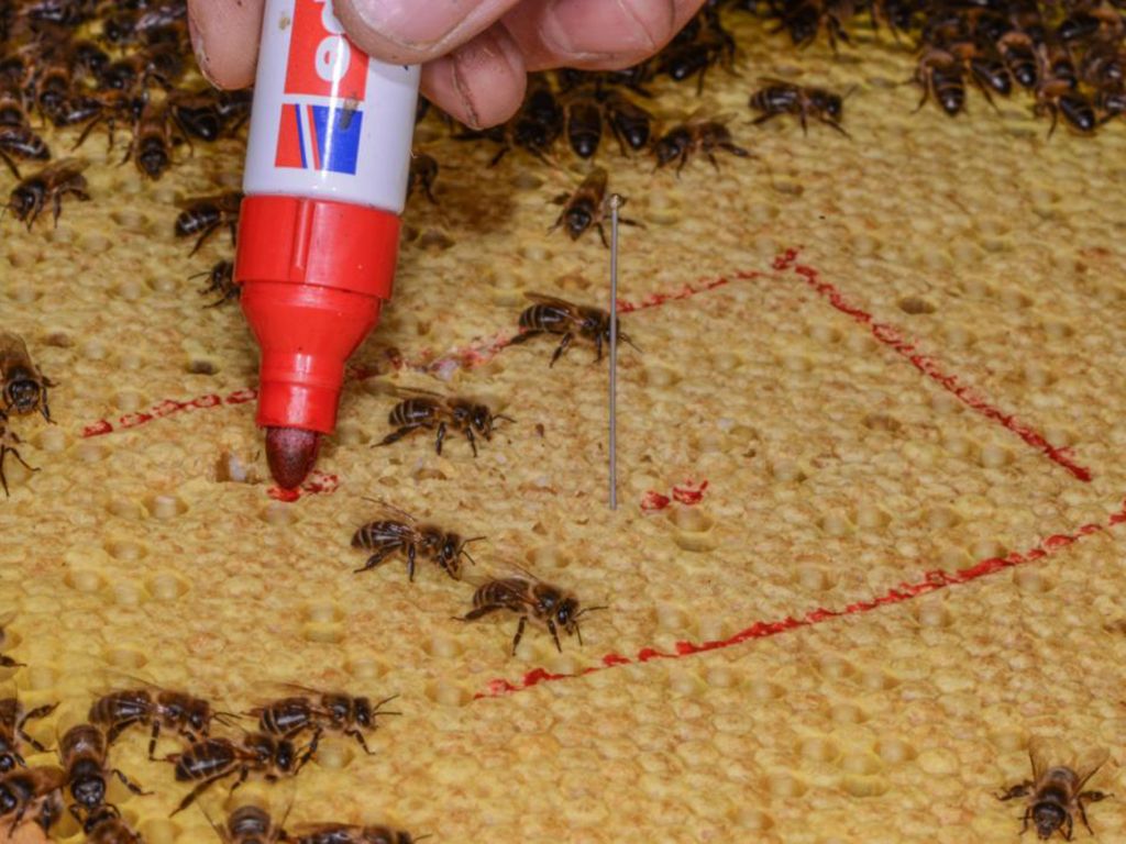 Vor 1. angestochener Zelle und nach letzter angestochener Zelle Markierung mit Filzstift anbringen.