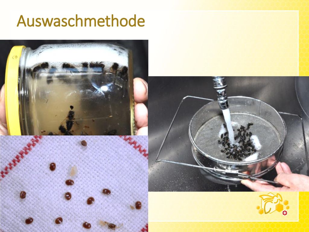 Auswaschmethode Mit dieser Methode kann der Varroabefall sehr genau erhoben werden. Bienenprobe von g (nach Reglement g)