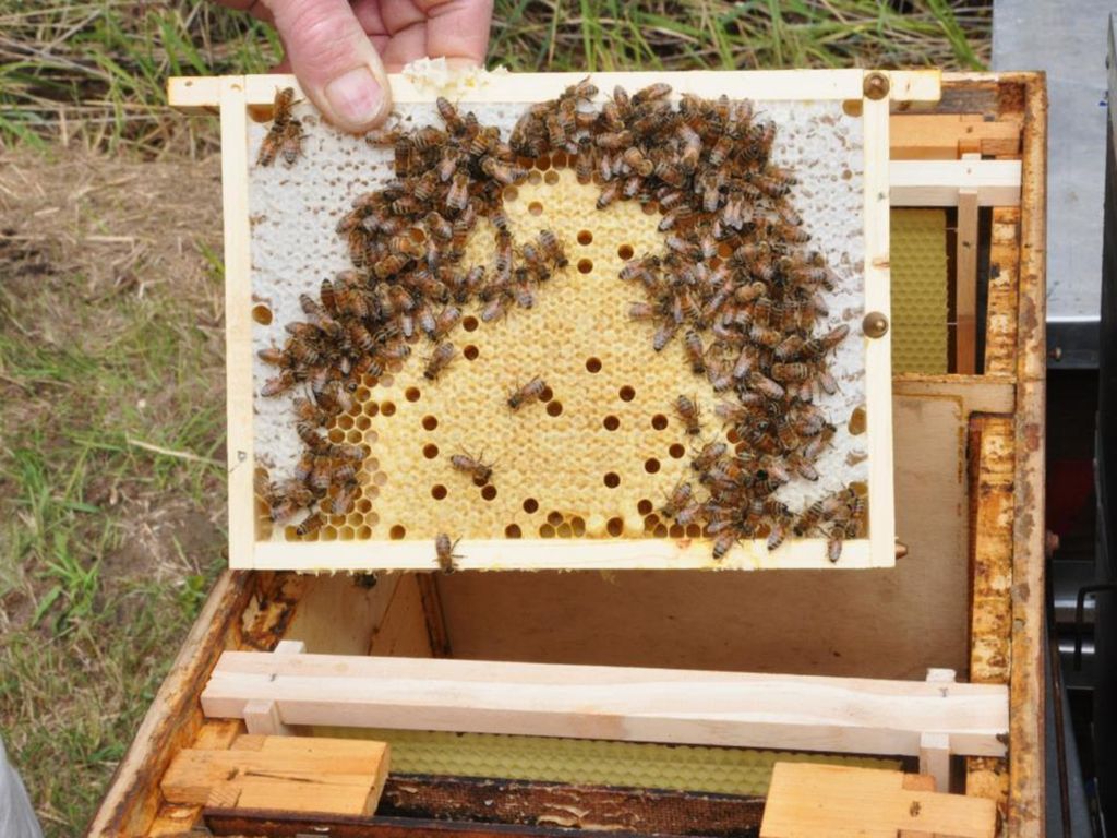 Bestückung Miniplus 1 Futterwabe und ein Futtergeschirr. 3 Brutwaben, mindestens eine mit offener Brut (oder 2 Brutwaben und eine Leerwabe)