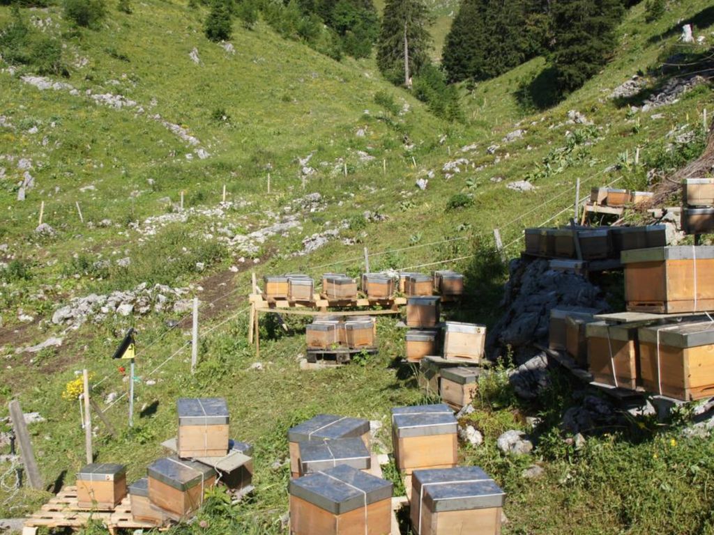 Dent de Lys Minipluskästli werden auf Paletten und weitere Vorrichtungen gelegt.