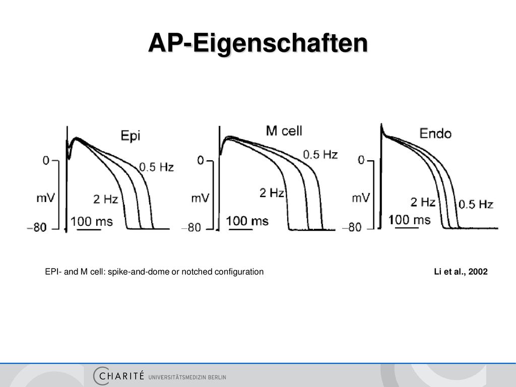 AP-Eigenschaften EPI- and M cell: spike-and-dome or notched configuration Li et al., 2002