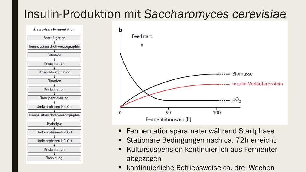 Insulin-Produktion mit Saccharomyces cerevisiae
