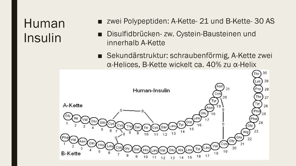 Human Insulin zwei Polypeptiden: A-Kette- 21 und B-Kette- 30 AS