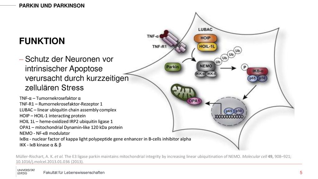 Funktion Schutz der Neuronen vor intrinsischer Apoptose verursacht durch kurzzeitigen zellulären Stress.