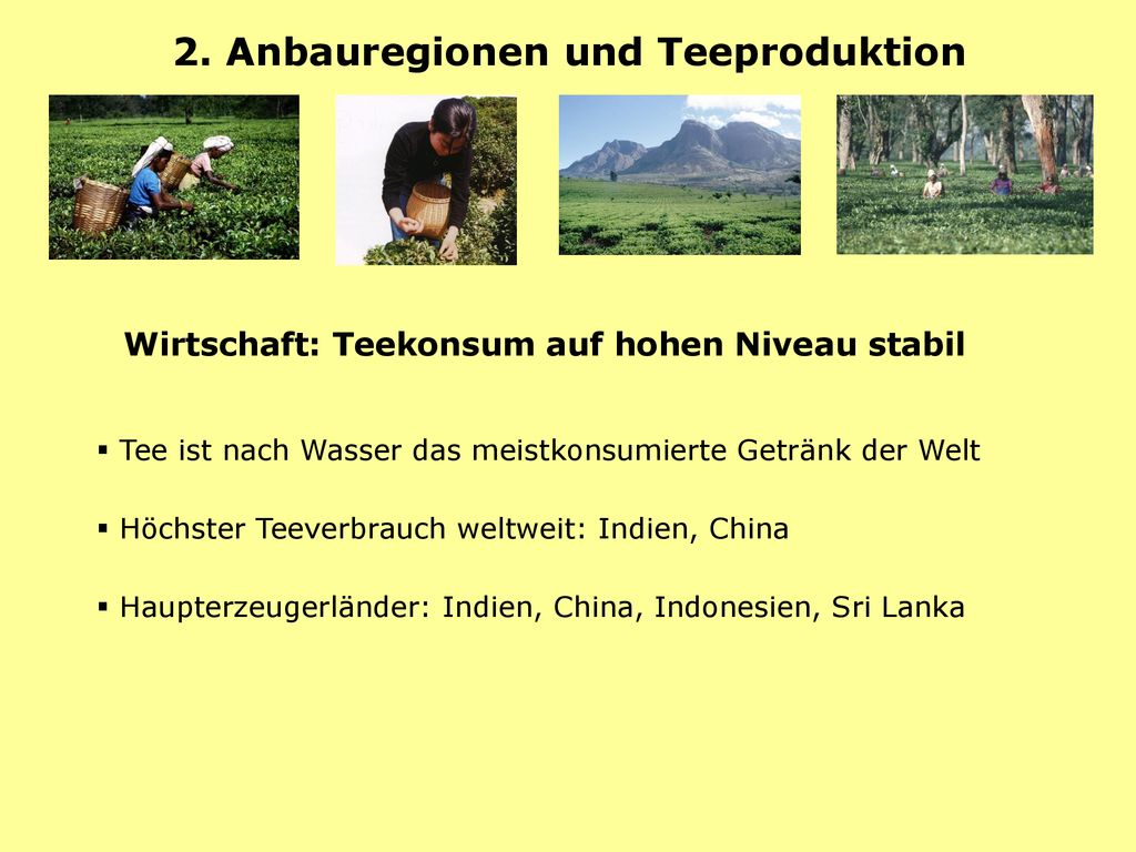 2. Anbauregionen und Teeproduktion
