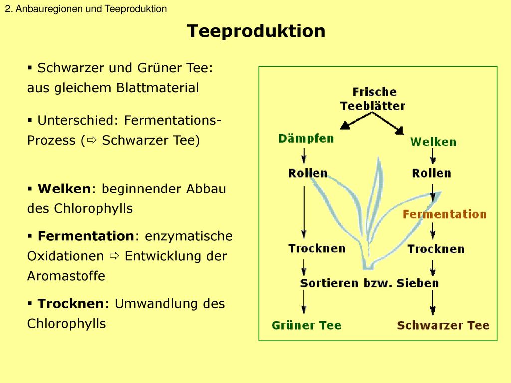 Teeproduktion Schwarzer und Grüner Tee: aus gleichem Blattmaterial