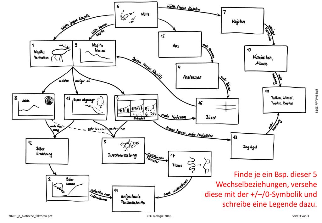 ZPG Biologie 2018 Finde je ein Bsp. dieser 5 Wechselbeziehungen, versehe diese mit der +/–/0-Symbolik und schreibe eine Legende dazu.