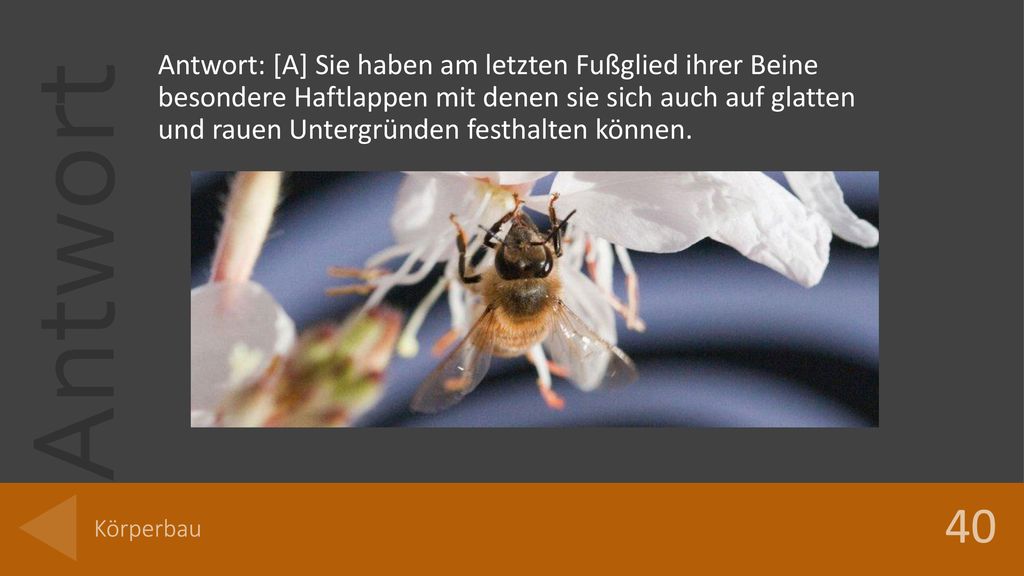 Antwort: [A] Sie haben am letzten Fußglied ihrer Beine besondere Haftlappen mit denen sie sich auch auf glatten und rauen Untergründen festhalten können.