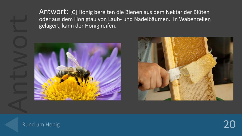 Antwort: [C] Honig bereiten die Bienen aus dem Nektar der Blüten oder aus dem Honigtau von Laub- und Nadelbäumen. In Wabenzellen gelagert, kann der Honig reifen.