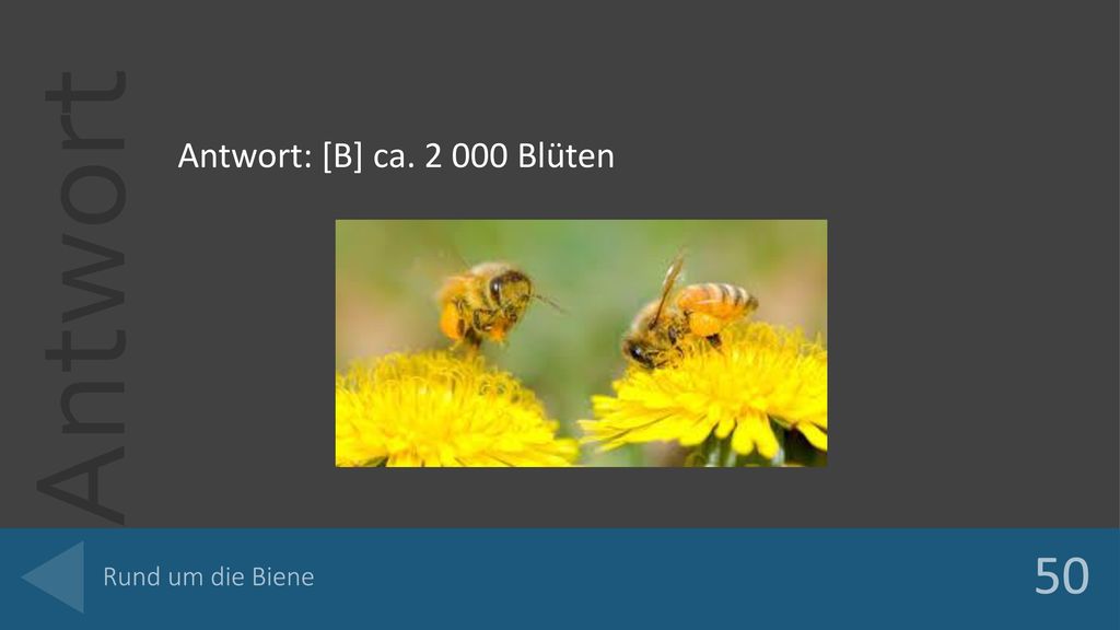 Antwort: [B] ca Blüten Rund um die Biene 50