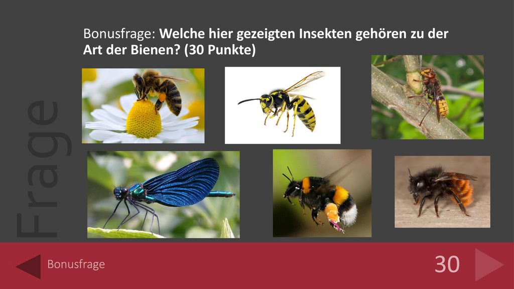 Bonusfrage: Welche hier gezeigten Insekten gehören zu der Art der Bienen (30 Punkte)