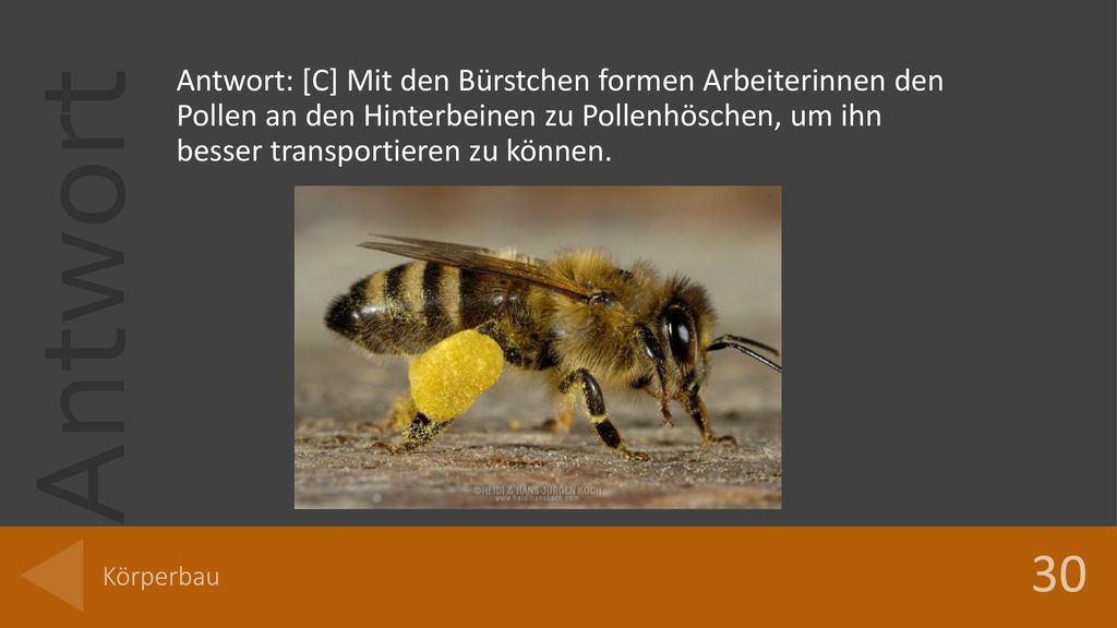 Antwort: [C] Mit den Bürstchen formen Arbeiterinnen den Pollen an den Hinterbeinen zu Pollenhöschen, um ihn besser transportieren zu können.