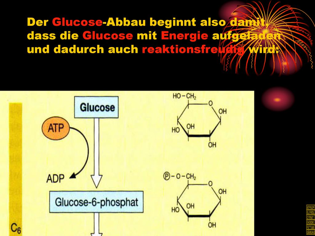 Der Glucose-Abbau beginnt also damit, dass die Glucose mit Energie aufgeladen und dadurch auch reaktionsfreudig wird: