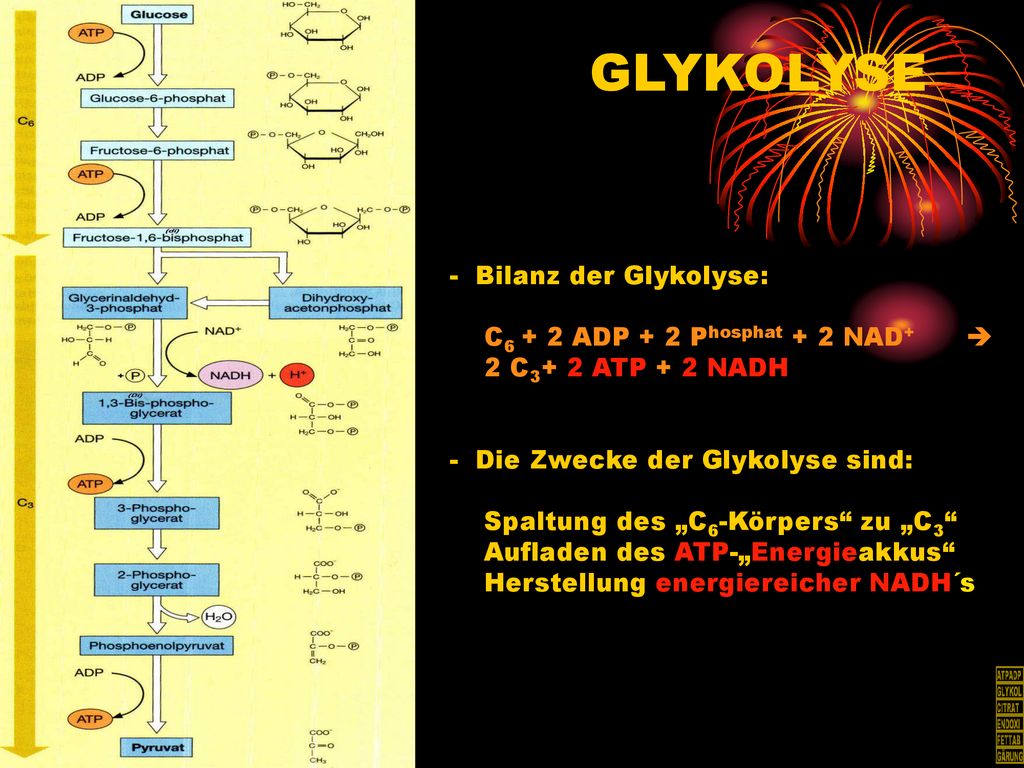 GLYKOLYSE Bilanz der Glykolyse: C6 + 2 ADP + 2 Phosphat + 2 NAD+ 