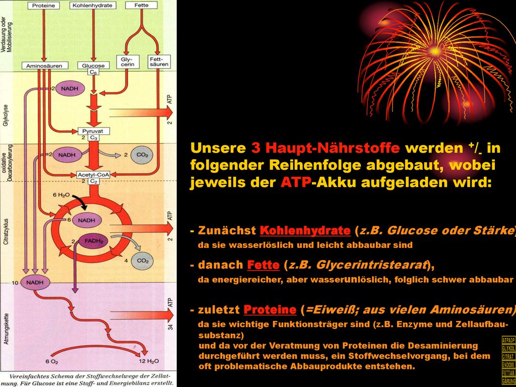 Unsere 3 Haupt-Nährstoffe werden +/- in folgender Reihenfolge abgebaut, wobei jeweils der ATP-Akku aufgeladen wird: