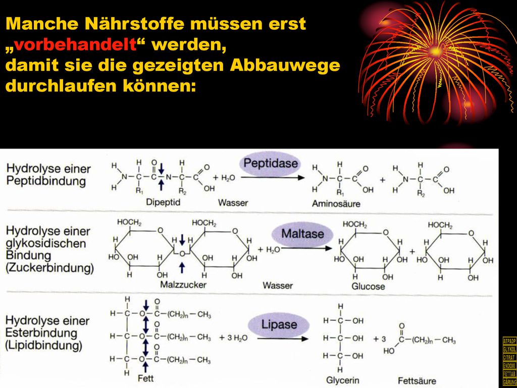Manche Nährstoffe müssen erst „vorbehandelt werden, damit sie die gezeigten Abbauwege durchlaufen können: