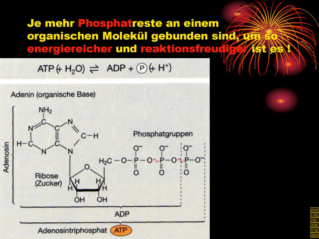 Je mehr Phosphatreste an einem organischen Molekül gebunden sind, um so energiereicher und reaktionsfreudiger ist es !