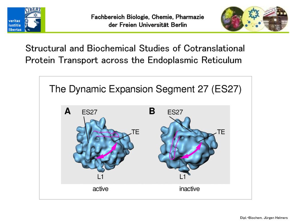 Structural and Biochemical Studies of Cotranslational Protein Transport across the Endoplasmic Reticulum