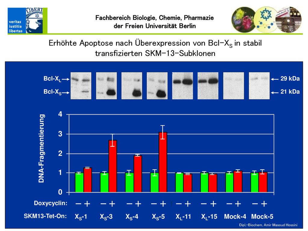 Erhöhte Apoptose nach Überexpression von Bcl-XS in stabil transfizierten SKM-13-Subklonen