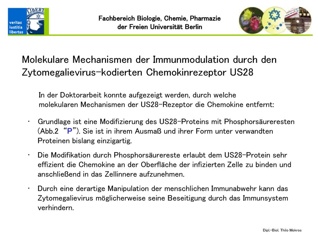 Molekulare Mechanismen der Immunmodulation durch den Zytomegalievirus-kodierten Chemokinrezeptor US28