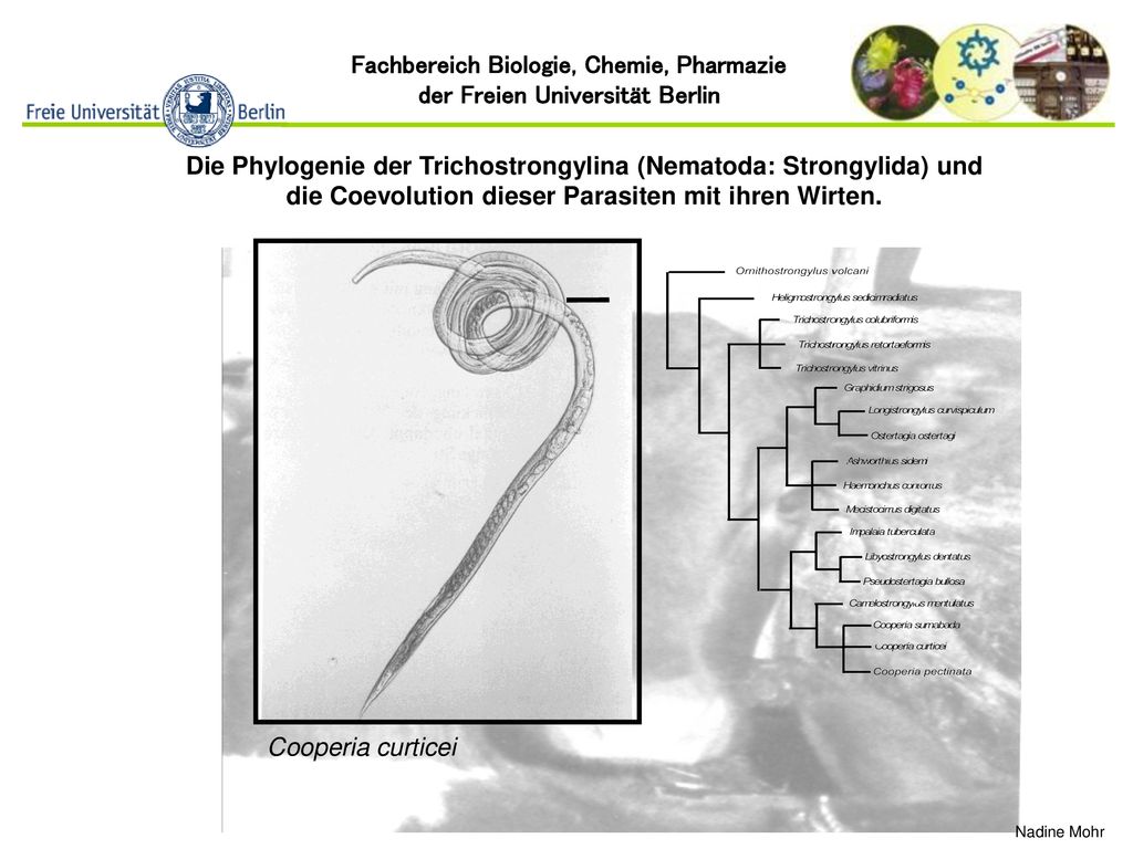 Die Phylogenie der Trichostrongylina (Nematoda: Strongylida) und die Coevolution dieser Parasiten mit ihren Wirten.