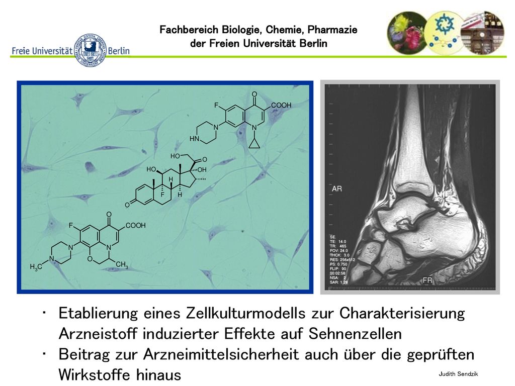 Etablierung eines Zellkulturmodells zur Charakterisierung Arzneistoff induzierter Effekte auf Sehnenzellen