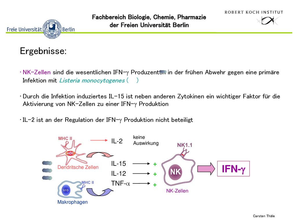 Ergebnisse: NK-Zellen sind die wesentlichen IFN-g Produzenten in der frühen Abwehr gegen eine primäre Infektion mit Listeria monocytogenes ( )