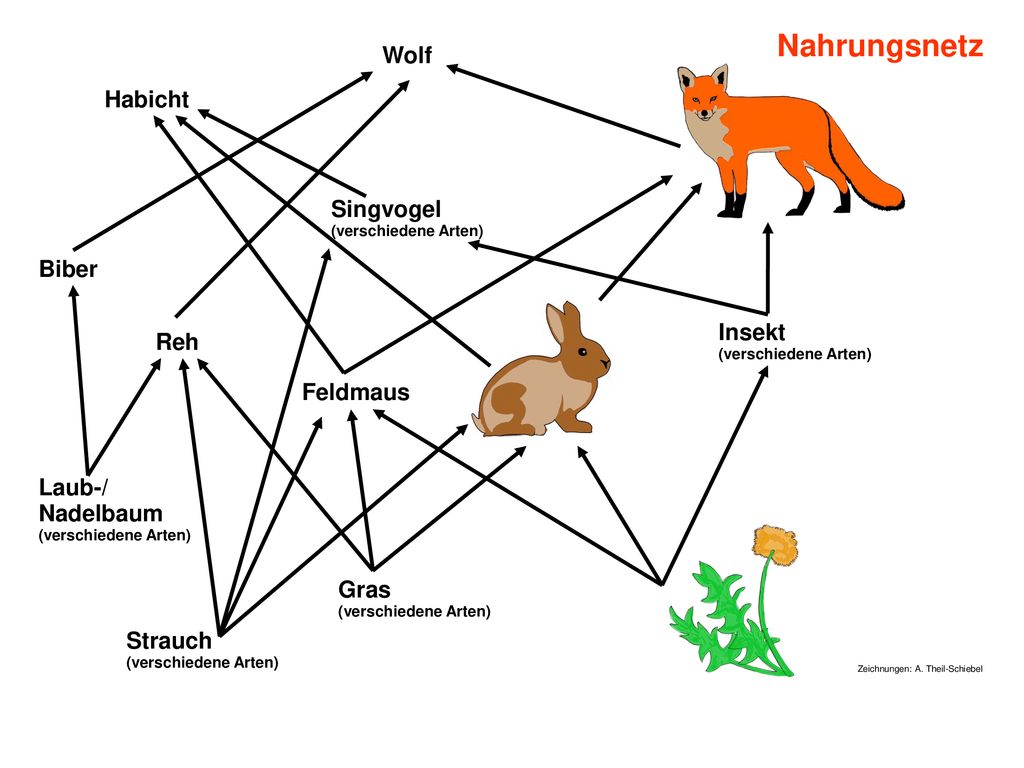 Nahrungsnetz Wolf. Habicht. Singvogel (verschiedene Arten) Biber. Insekt (verschiedene Arten) Reh.