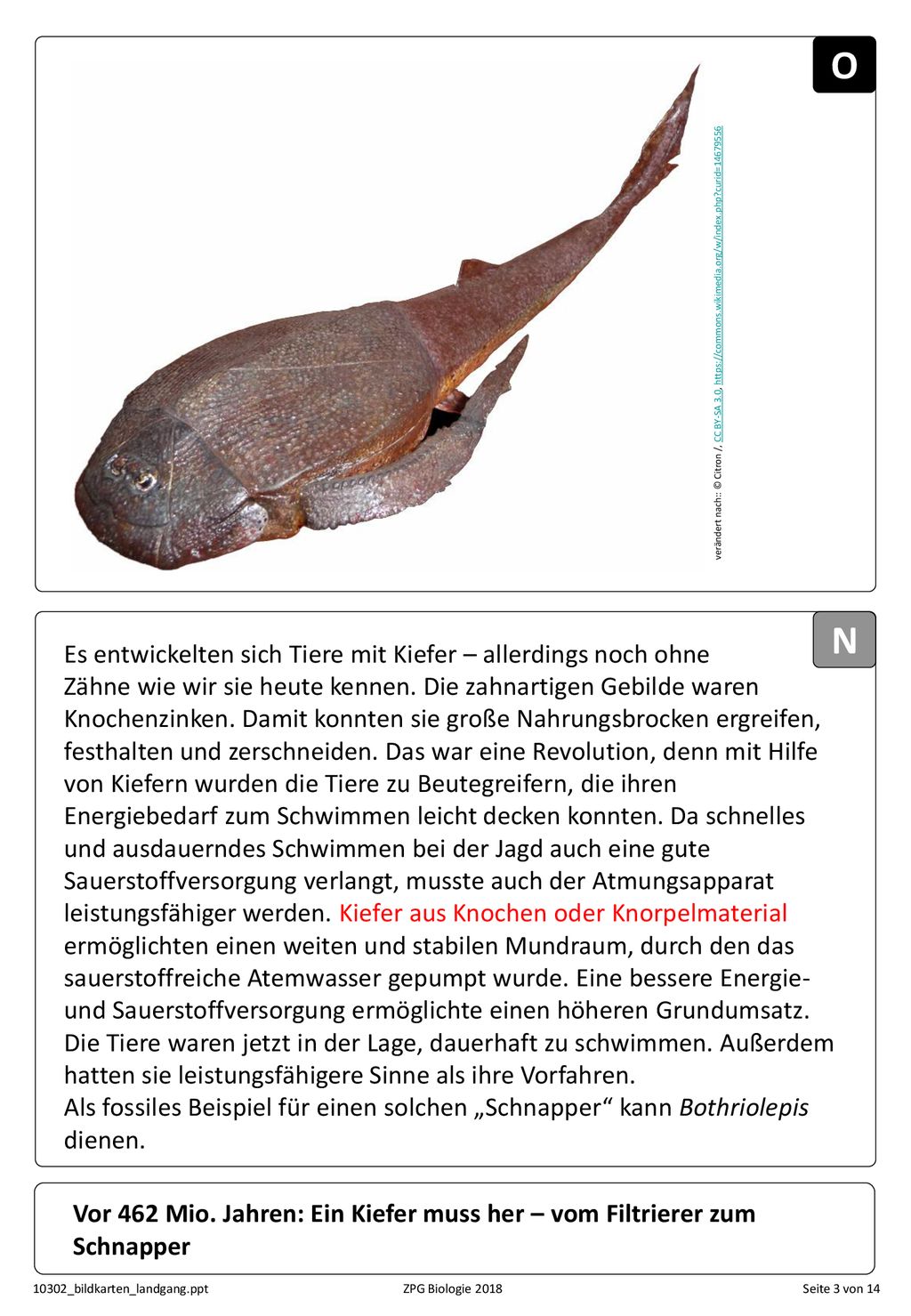 O N Es entwickelten sich Tiere mit Kiefer – allerdings noch ohne