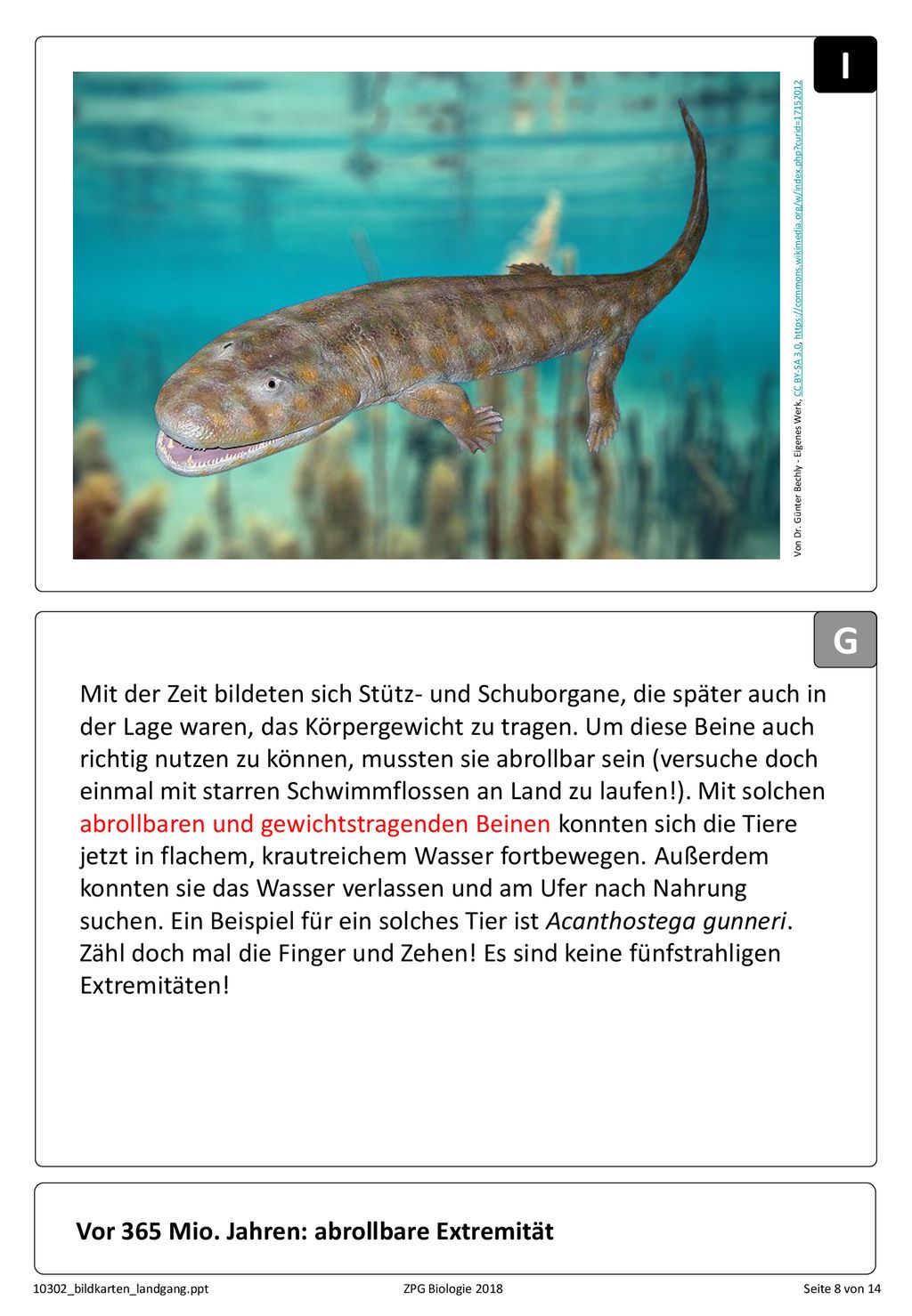 I Von Dr. Günter Bechly - Eigenes Werk, CC BY-SA 3.0,   curid=