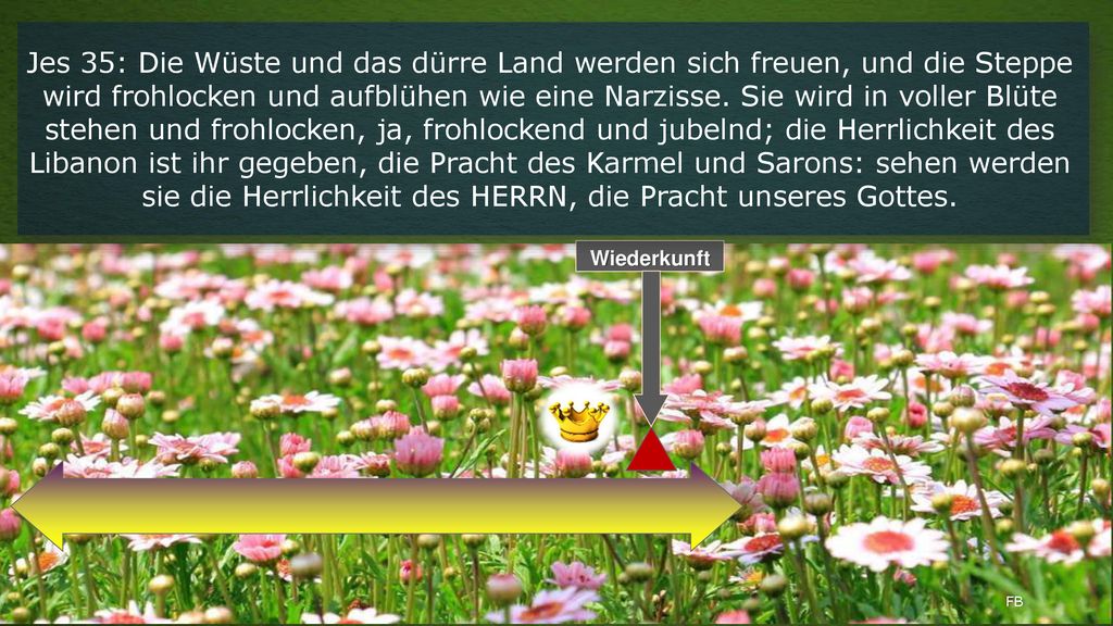 Jes 35: Die Wüste und das dürre Land werden sich freuen, und die Steppe wird frohlocken und aufblühen wie eine Narzisse. Sie wird in voller Blüte stehen und frohlocken, ja, frohlockend und jubelnd; die Herrlichkeit des Libanon ist ihr gegeben, die Pracht des Karmel und Sarons: sehen werden sie die Herrlichkeit des HERRN, die Pracht unseres Gottes.