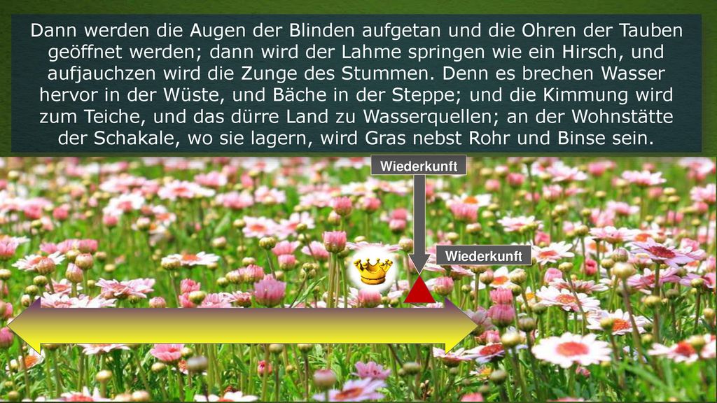 Dann werden die Augen der Blinden aufgetan und die Ohren der Tauben geöffnet werden; dann wird der Lahme springen wie ein Hirsch, und aufjauchzen wird die Zunge des Stummen. Denn es brechen Wasser hervor in der Wüste, und Bäche in der Steppe; und die Kimmung wird zum Teiche, und das dürre Land zu Wasserquellen; an der Wohnstätte der Schakale, wo sie lagern, wird Gras nebst Rohr und Binse sein.