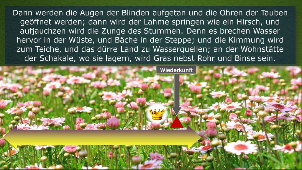 Dann werden die Augen der Blinden aufgetan und die Ohren der Tauben geöffnet werden; dann wird der Lahme springen wie ein Hirsch, und aufjauchzen wird die Zunge des Stummen. Denn es brechen Wasser hervor in der Wüste, und Bäche in der Steppe; und die Kimmung wird zum Teiche, und das dürre Land zu Wasserquellen; an der Wohnstätte der Schakale, wo sie lagern, wird Gras nebst Rohr und Binse sein.