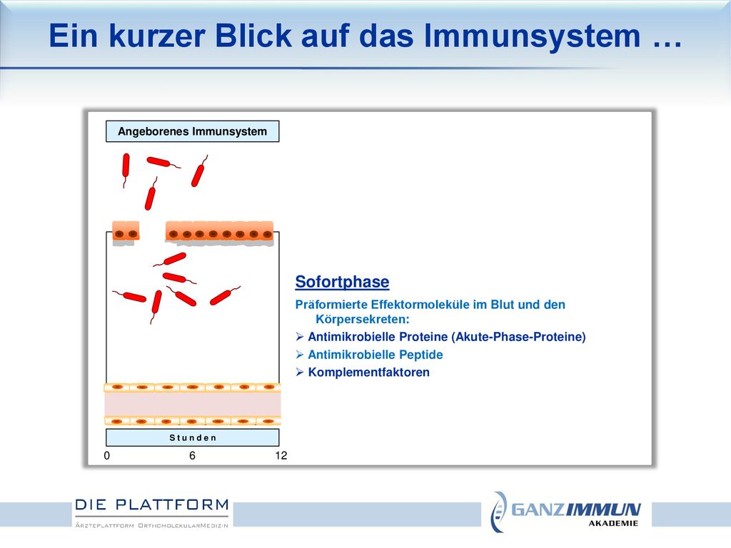 Ein kurzer Blick auf das Immunsystem … Angeborenes Immunsystem