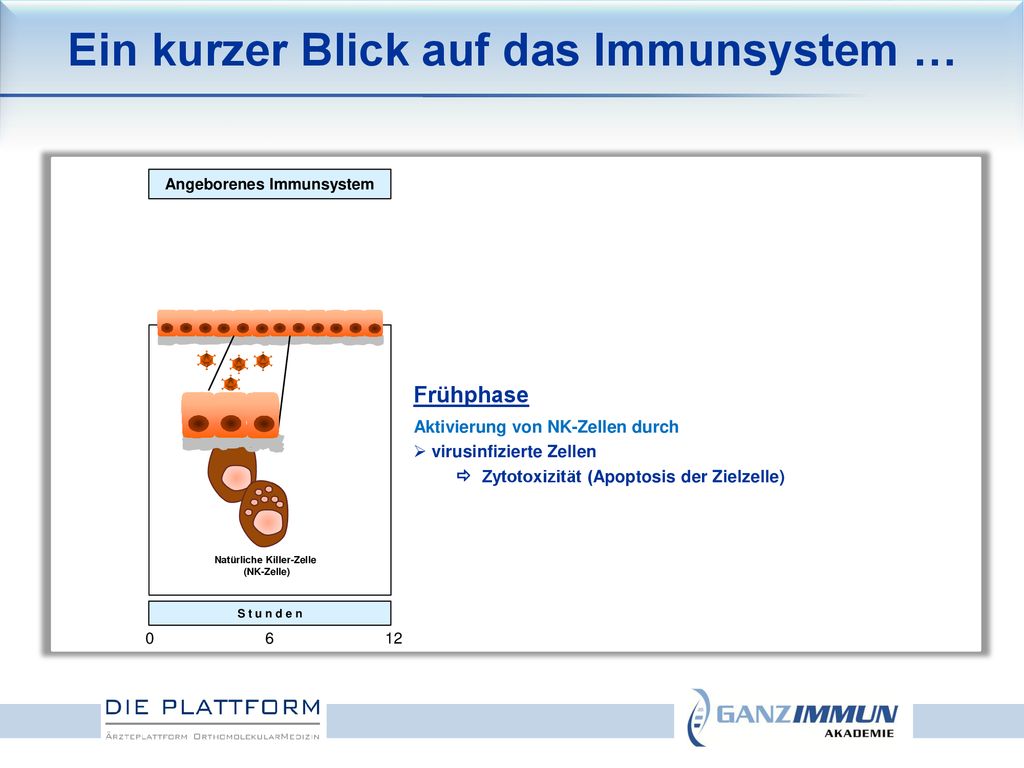 Ein kurzer Blick auf das Immunsystem … Angeborenes Immunsystem