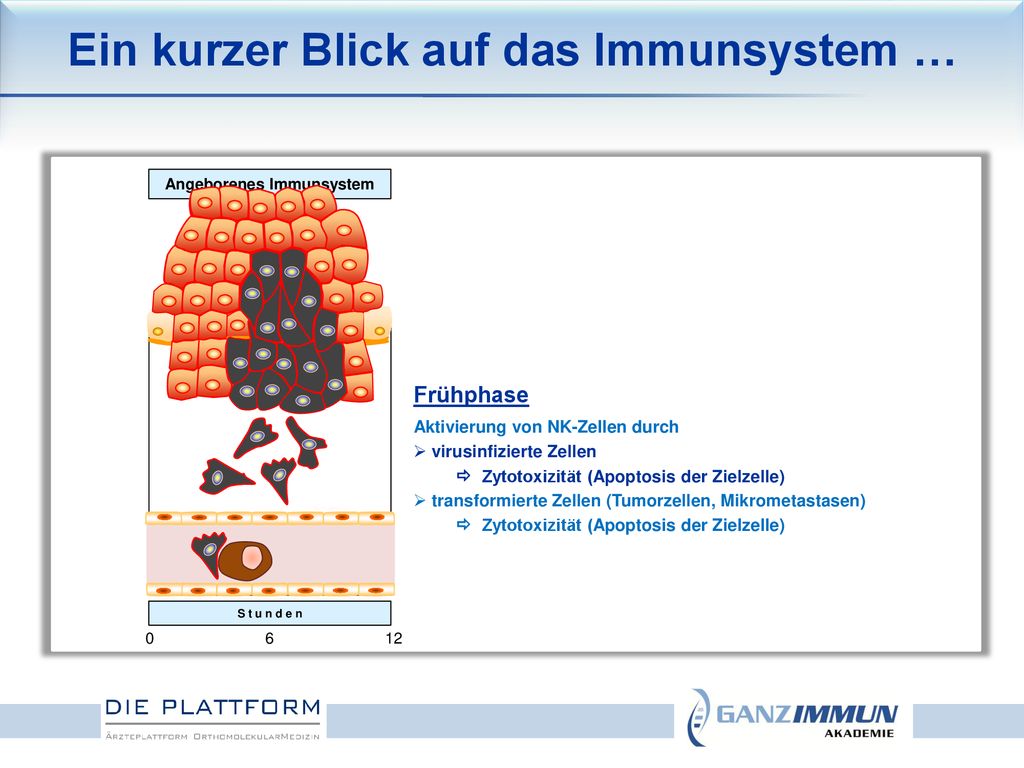 Ein kurzer Blick auf das Immunsystem … Angeborenes Immunsystem