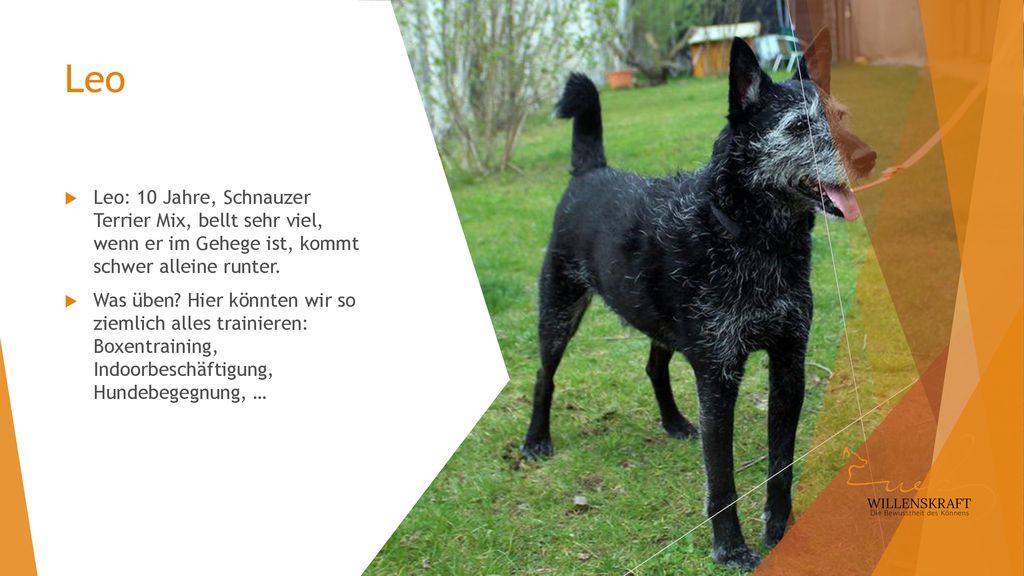 Leo Leo: 10 Jahre, Schnauzer Terrier Mix, bellt sehr viel, wenn er im Gehege ist, kommt schwer alleine runter.