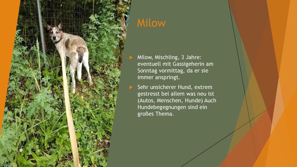 Milow Milow, Mischling, 3 Jahre: eventuell mit Gassigeherin am Sonntag vormittag, da er sie immer anspringt.