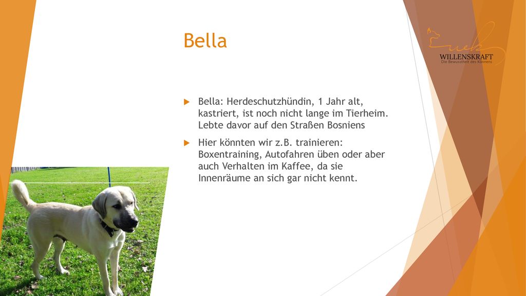 Bella Bella: Herdeschutzhündin, 1 Jahr alt, kastriert, ist noch nicht lange im Tierheim. Lebte davor auf den Straßen Bosniens.