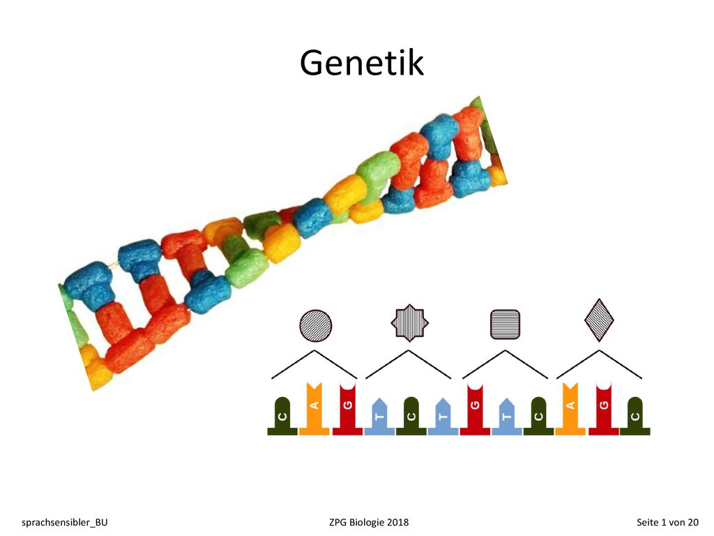 Genetik sprachsensibler_BU ZPG Biologie 2018 Seite 1 von 20