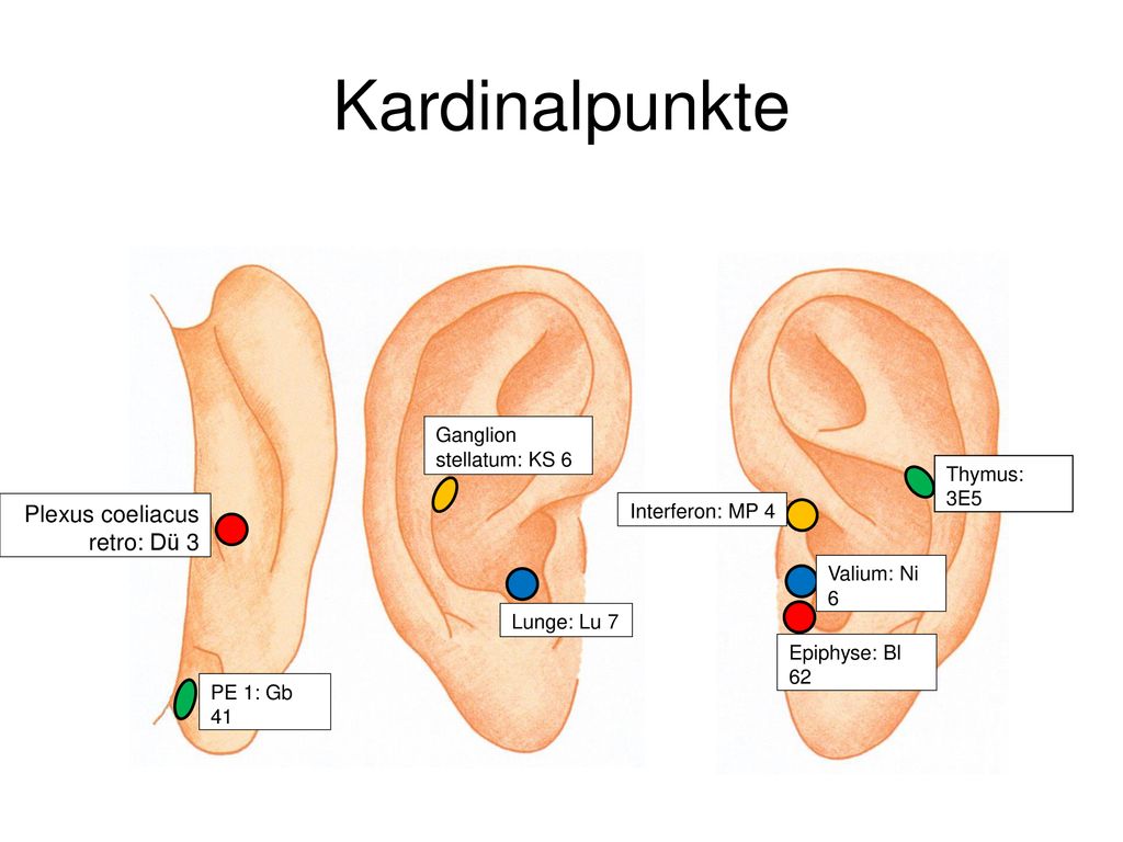 Kardinalpunkte Plexus coeliacus retro: Dü 3 Ganglion stellatum: KS 6