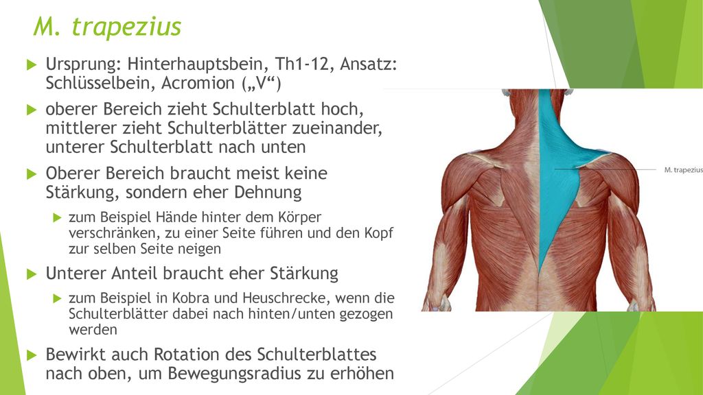 M. trapezius Ursprung: Hinterhauptsbein, Th1-12, Ansatz: Schlüsselbein, Acromion („V )
