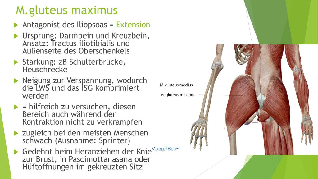 M.gluteus maximus Antagonist des Iliopsoas = Extension