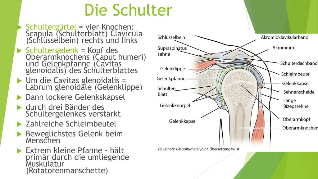 Die Schulter Schultergürtel = vier Knochen: Scapula (Schulterblatt) Clavicula (Schlüsselbein) rechts und links.
